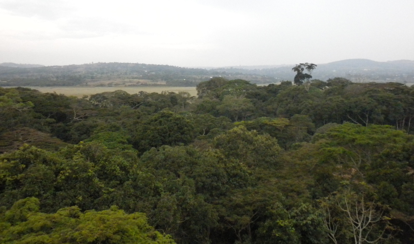 Panorámica del bosque Zika, en Uganda. Foto cortesía del doctor Leslie Lobel.