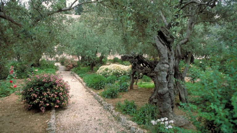 Viejos olivos en el Jardín de Getsemaní. Foto cortesía del Ministerio de Turismo de Israel.