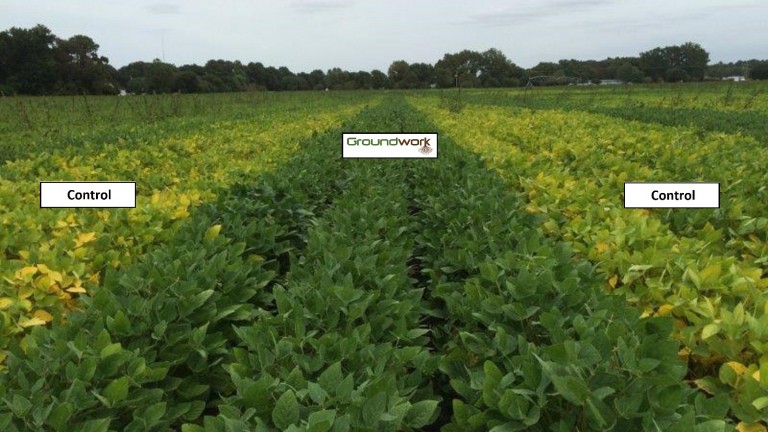 La soja tratada con Rootella, en el centro, se muestra más saludable que la del cultivo de control. Foto cortesía de Groundwork BioAg.