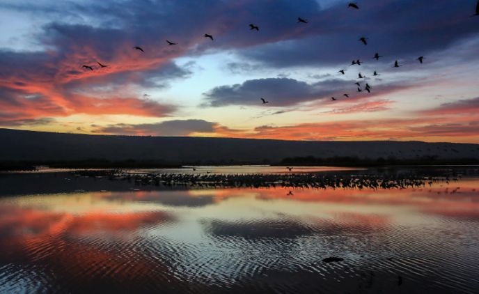 Miles de grullas migratorias al amanecer en Hula. Foto de Edi Israel/FLASH90. viaje a israel 10 cosas que debe hacer en su próximo viaje a Israel must do hula1