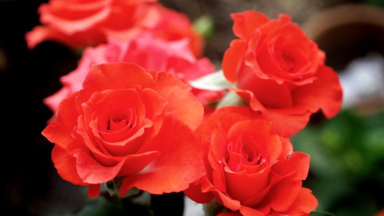 Las rosas son un regalo favorito de las parejas que se quieren. Foto vía Shutterstock.
