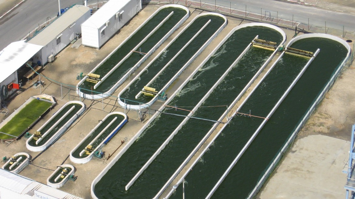 Производство водорослей. Микроводоросли биотопливо. Микроводоросль хлорелла биотопливо. Ферма водорослей. Биотопливо из микроводорослей.