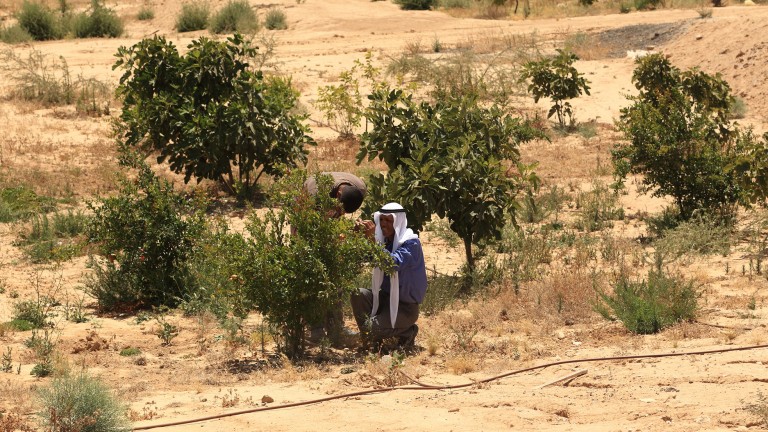 Project-Wadi-Attirs-Ecosystem-Restoration-Initiative-768x432