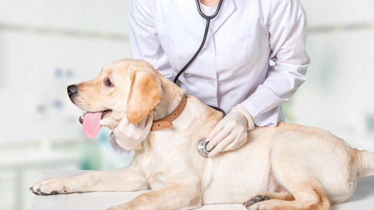 El doctor Shimon Harrus descubrió, sin querer, la primera vacuna para perros. Foto de Billion vía Shutterstock.com.