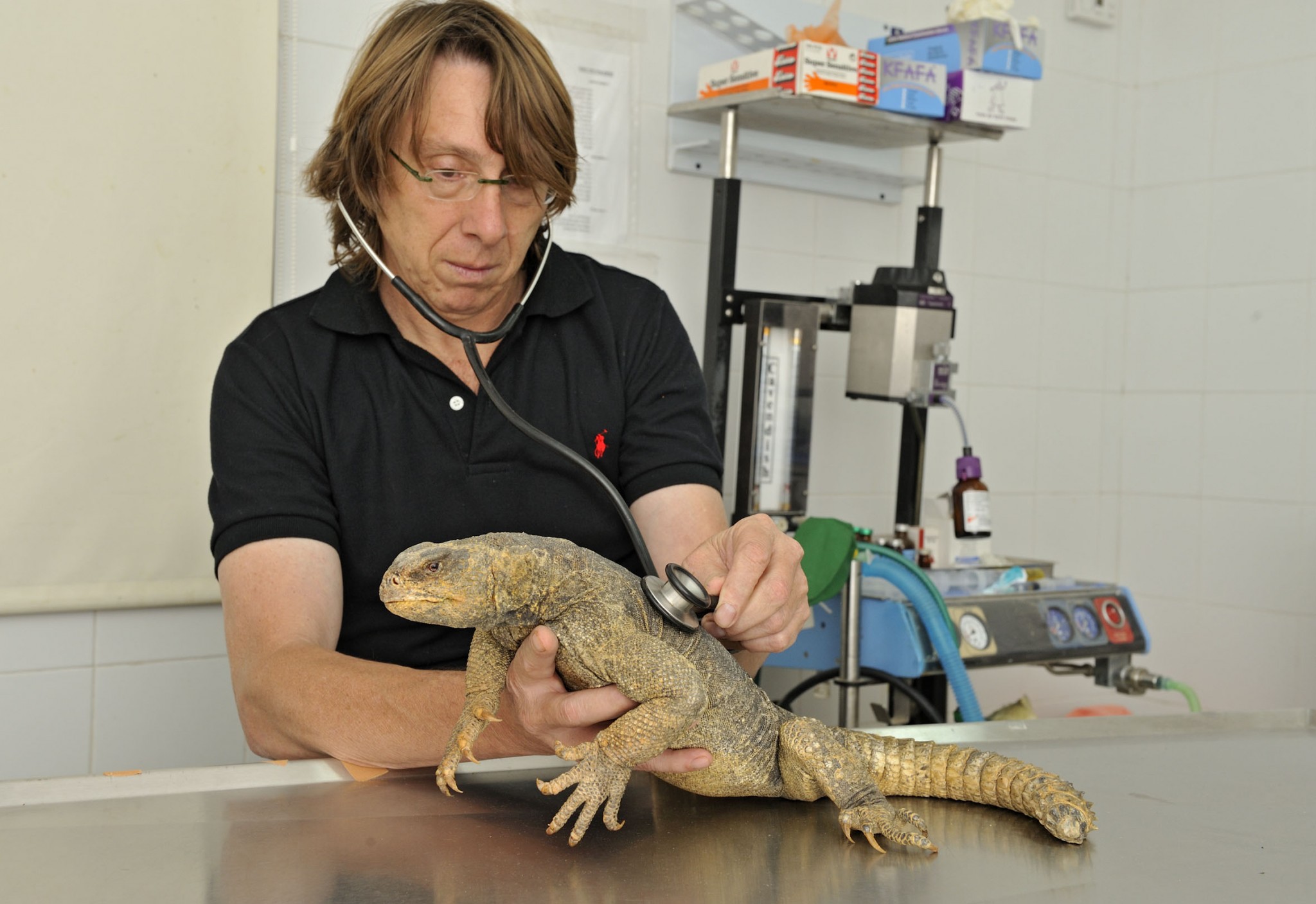 Cap: El doctor Yigal Horowitz con un residente del Ramat Gan Safari. Cortesía del Centro Zoológico de Tel Aviv-Ramat Gan Safari.