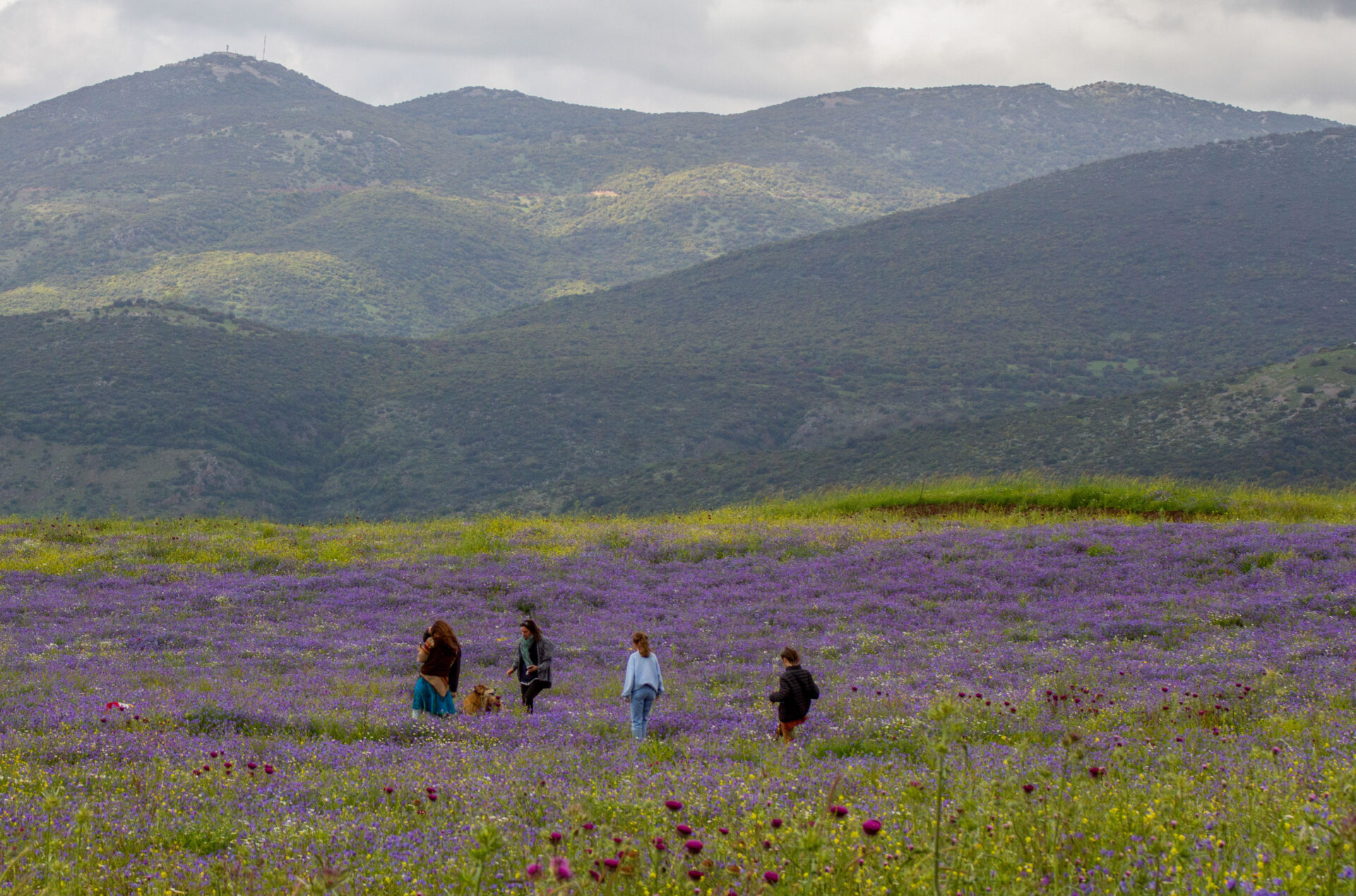 10 lugares para ver las hermosas flores silvestres de Israel - ISRAEL21c