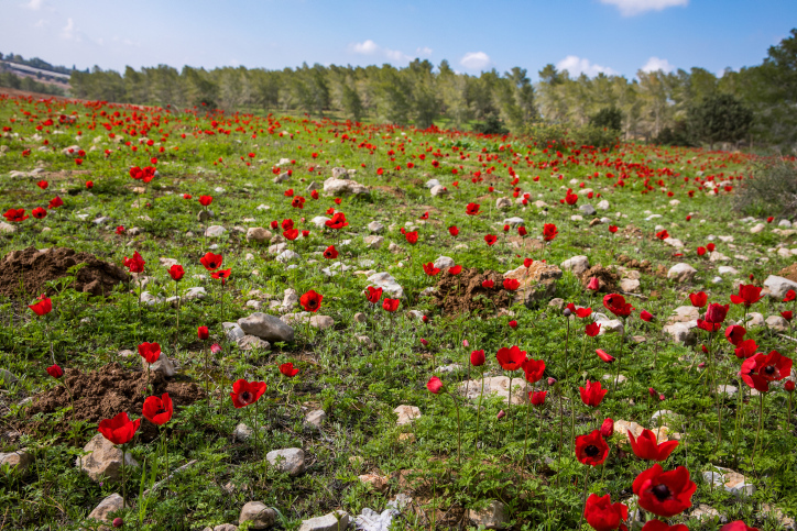 10 lugares para ver las hermosas flores silvestres de Israel - ISRAEL21c