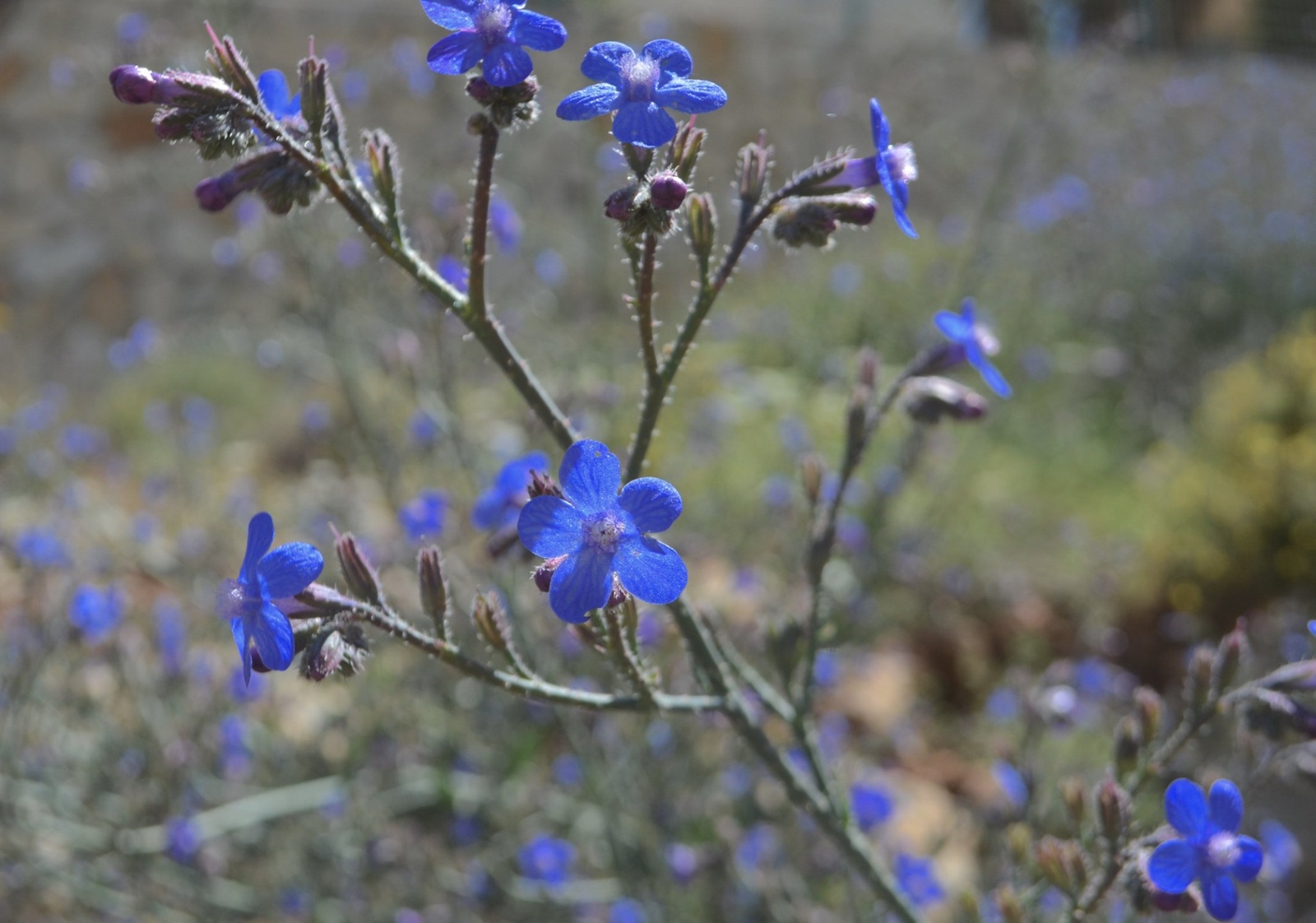 12 flores silvestres y plantas bíblicas de Israel - ISRAEL21c